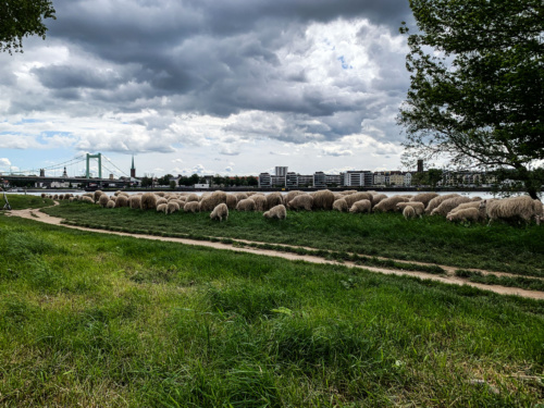 Schafe am Rheinufer in Koeln